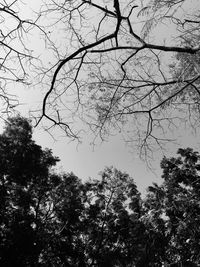 Low angle view of silhouette trees against clear sky