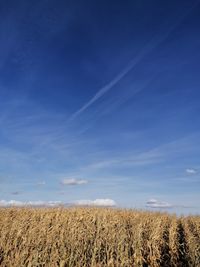 Scenic view of agricultural field against blue sky