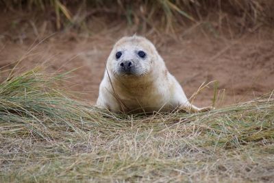 Close-up of young seal on hay