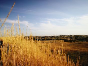 Grass on field against sky