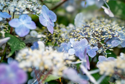 Close-up of purple flowering plant