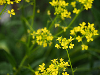 Close-up of yellow flowering plant on field