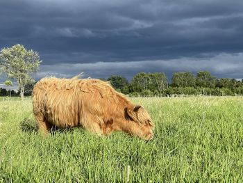 Lion lying in a field