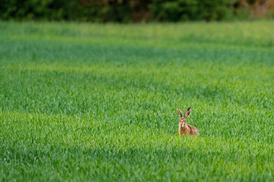 View of a bird on field