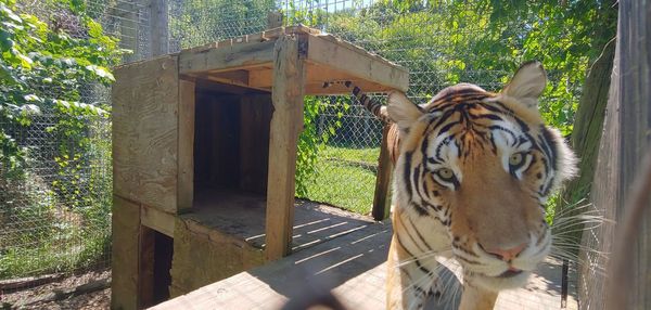 View of tiger in zoo