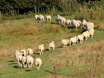 Sheep grazing on grassy field