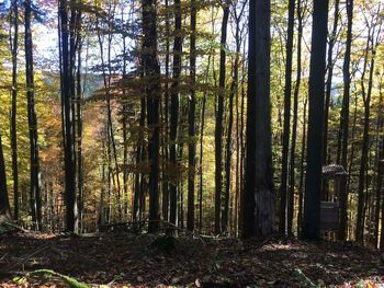 Trees in forest