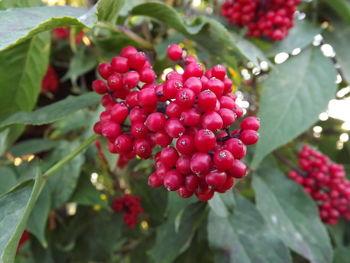 Close-up of red berries growing on tree