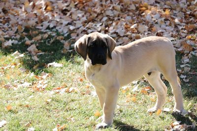 Dog on grass