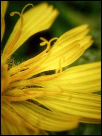 Close-up of yellow flowering plant