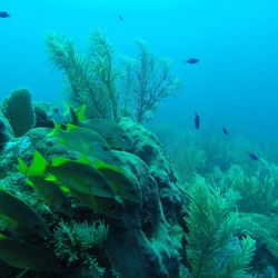 Fish swimming in sea