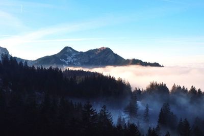 Silhouette trees in forest against sky