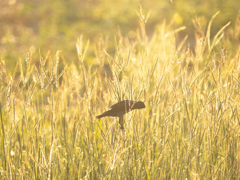 Grass in a field