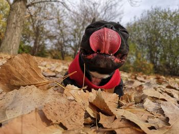 Small dog with umbrella