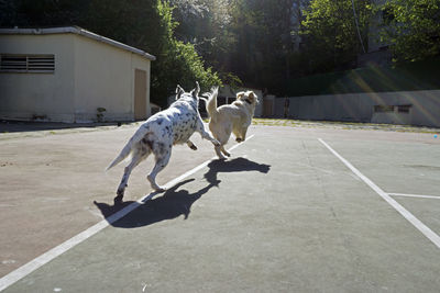 Dog on street