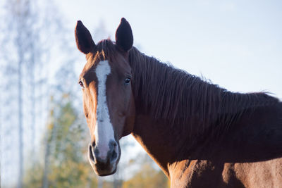 Close-up of a horse