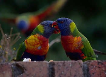 Close-up of parrot perching on leaf
