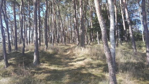 Trees in forest