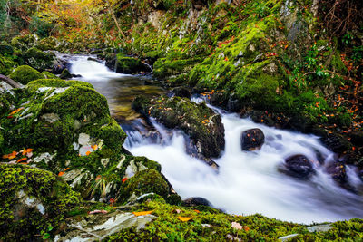 Stream flowing through rocks in forest