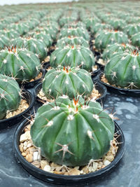 High angle view of succulent plant