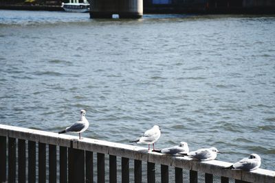 Seagulls perching on lake