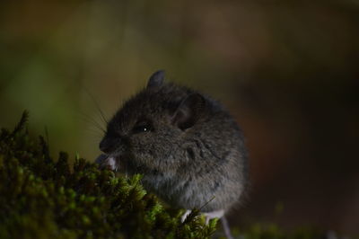 Close-up of an animal looking away