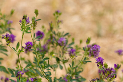 Close-up of purple flowering plant