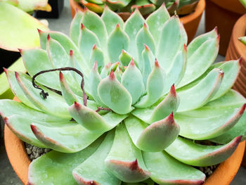 High angle view of succulent plant