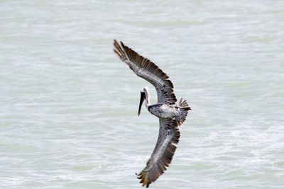 Close-up of pelican swimming in water