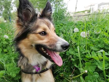 Close-up of dog looking away