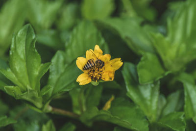 Close-up of insect on yellow flowering plant