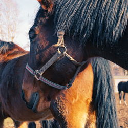 Close-up of horse in ranch