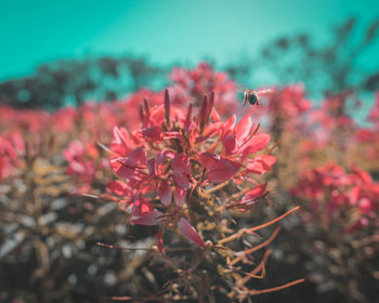 Close-up of insect on red flower