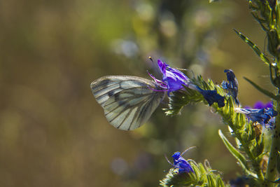 Close-up of butterfly pollinating on purple flower