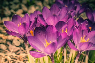 Close-up of purple crocus blooming outdoors