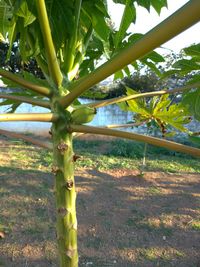 Close-up of bamboo plants growing on field