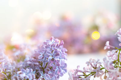 Close-up of pink flowering plant