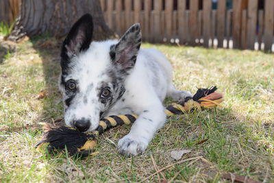 Portrait of dog relaxing on field
