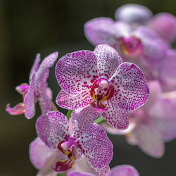 Close-up of purple orchids