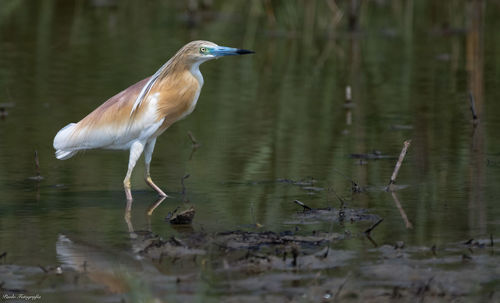 Bird in lake