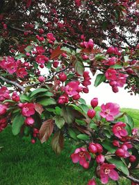 Pink flowers on tree