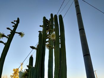 Low angle view of cactus against clear sky