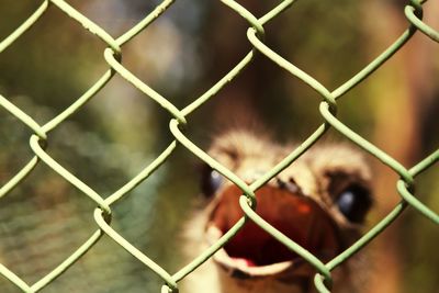 Close-up of chainlink fence