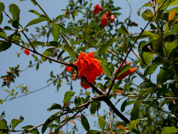 Low angle view of red flowering plant on tree
