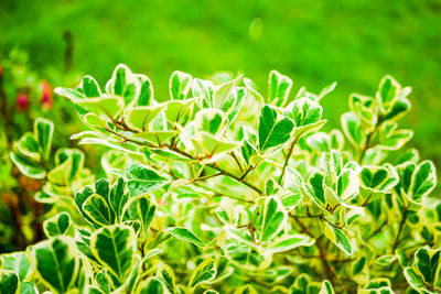 Close-up of fresh green leaves