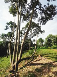 Trees on field against sky