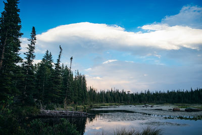 Scenic view of pine trees by lake against sky