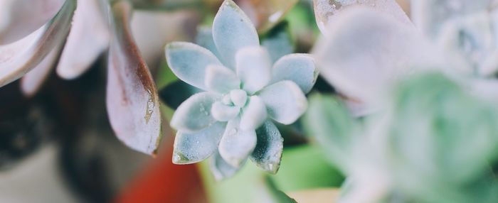 Close-up of succulent plant