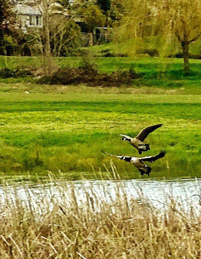 BIRD FLYING OVER LAKE AGAINST TREES