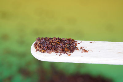 Close-up of ant on leaf